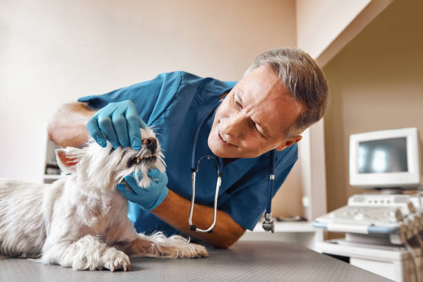 Best Broken or Chipped Tooth Repair in Oaklawn Sunview, KS